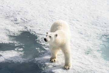 Polar bear (Ursus maritimus) on the pack  ice north of Spitsbergen Island, Svalbard, Norway, Scandinavia, Europe