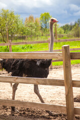 African ostrich walk in the paddock. Common Ostrich is the largest living bird on the planet..