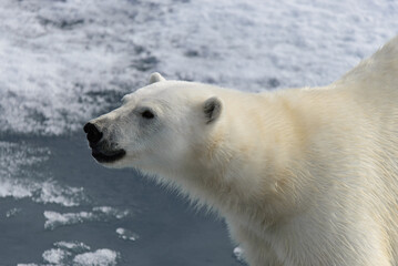 Polar bear (Ursus maritimus) on the pack  ice north of Spitsbergen Island, Svalbard, Norway, Scandinavia, Europe