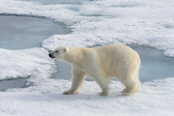 Polar bear (Ursus maritimus) on the pack  ice north of Spitsbergen Island, Svalbard, Norway, Scandinavia, Europe © Alexey Seafarer