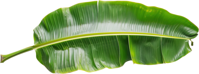 Banana leaf isolated on transparent alpha no background,  leaves Object graphic PNG for ads food