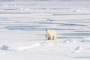 Polar bear (Ursus maritimus) on the pack  ice north of Spitsbergen Island, Svalbard, Norway,...