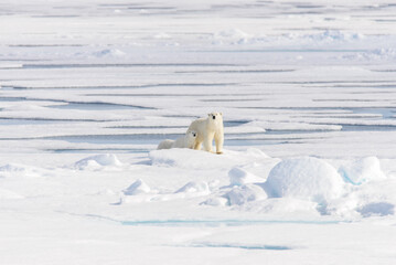 Polar bear (Ursus maritimus) on the pack  ice north of Spitsbergen Island, Svalbard, Norway, Scandinavia, Europe