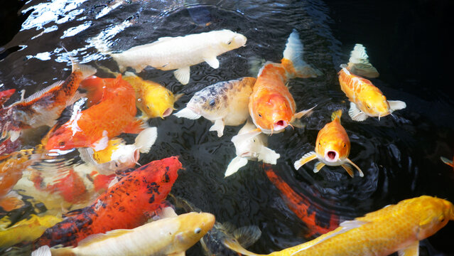 Koi fish swim in the pond, Colorful koi fish.