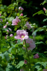 Soft pink flowers of musk mallow or lavatera on a green background.