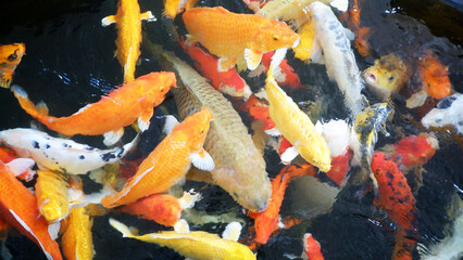 Koi fish swim in the pond, Colorful koi fish.