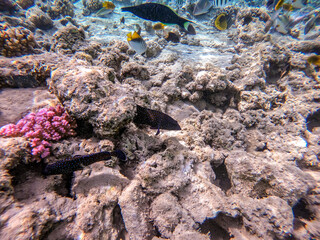 Peacock Grouper or Bluespotted Grouper (Cephalopholis argus) at the Red Sea coral reef..