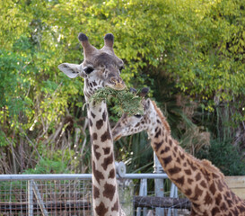 Happy Giraffe munching on straw