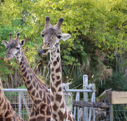 Happy Giraffe munching on straw