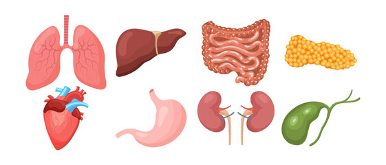 Set of human internal organs. Lungs, heart, liver, kidneys, stomach, pancreas, gallbladder, intestines. Medicine concept. Digestive, respiratory, cardiological, urological anatomy icons.