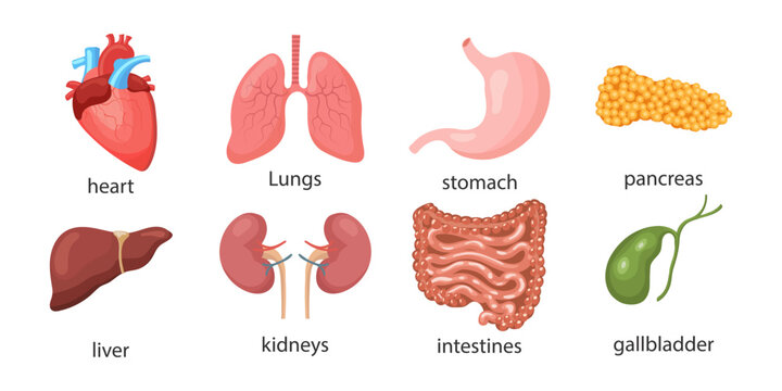 Set of human internal organs. Lungs, heart, liver, kidneys, stomach, pancreas, gallbladder, intestines. Medicine concept. Digestive, respiratory, cardiological, urological anatomy icons.