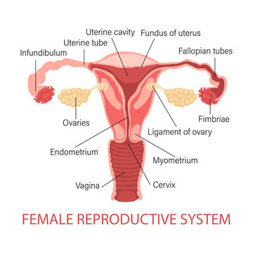 Female reproductive system. Diagram of a healthy uterus. Genicology. Medical concept. Infographic banner. Vector