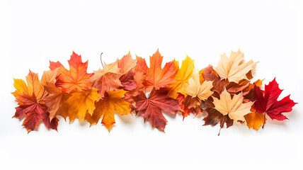 autumn leaves background white isolated photo