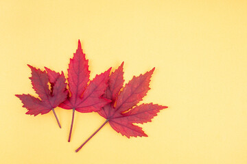 Red leaves on yellow background.