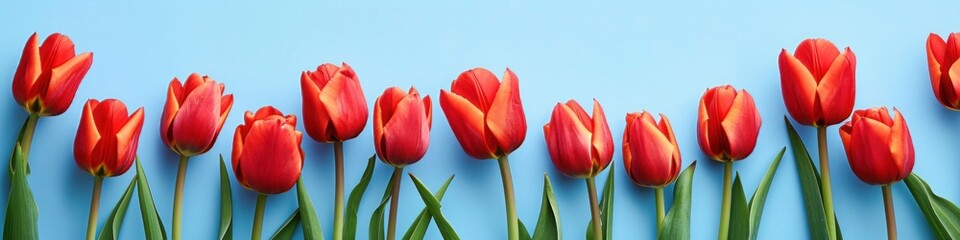 Beautiful red tulip at light blue background