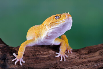 Leopard gecko lizard on wood, eublepharis macularius, animal closeup