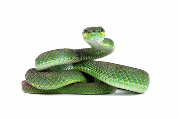 baby green viper snake isolated on white, trimeresurus albolabris