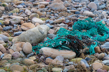 Baby seal on a rocky beach in Scotland surrounded by plastic waste