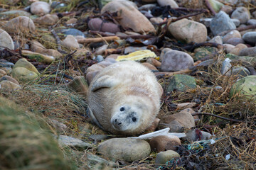 Baby seal on a rocky beach in Scotland surrounded by plastic waste