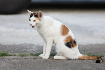 Close up cat is sit down and cute in garden