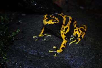 Yellow-banded poison dart frog, bumblebee frog, Dendrobates leucomelas