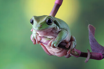 Australian green tree frogs, dumpy frog