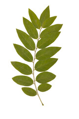 Dried branch with green leaves on a white background