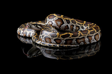 Fototapeta premium Python molurus bivittatus isolated on black background, Burmese python snake, non-venomous snake