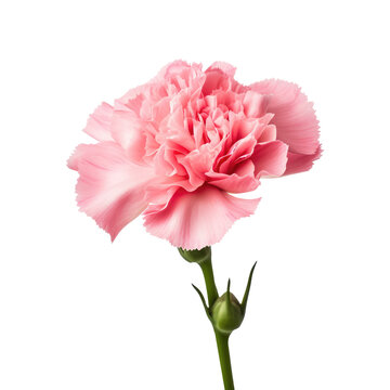 Beautiful carnation flower isolated on white.