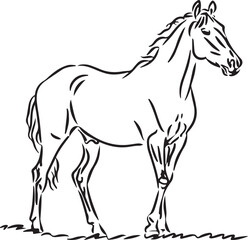 Horse Line art vector illustration black color