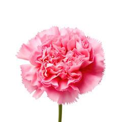 Beautiful carnation flower isolated on white.