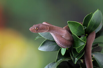 Baby viper snake on tree, trimeresurus purpureomaculatus viperidae