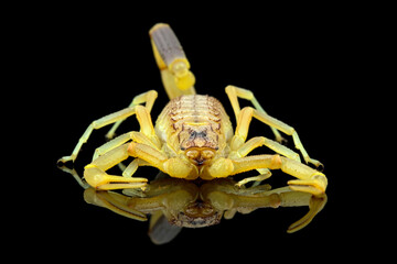 Deathstalker scorpion isolated on black, High venomous scorpion