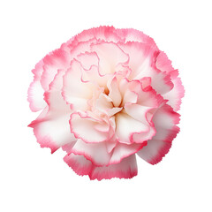 Beautiful carnation flower isolated on white.