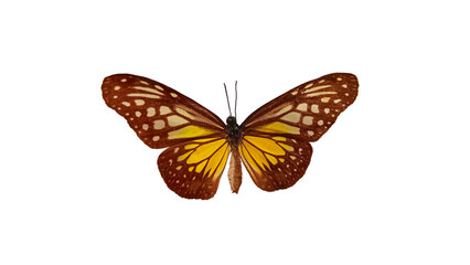 butterfly isolated on white