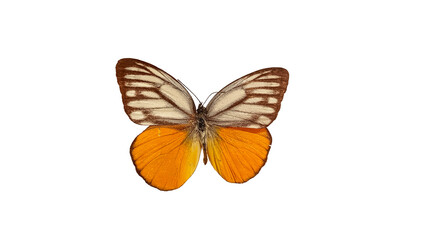 Fototapeta premium butterfly isolated on white
