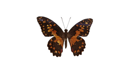 Fototapeta premium butterfly isolated on white