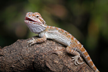 bearded dragon sitting on wood, cute lizard on black background, animals closeup
