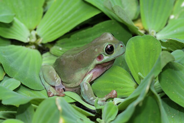 Obraz premium Dumpy frog on water plant, Australian green tree frogs
