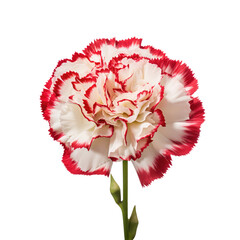 Beautiful carnation flower isolated on white.