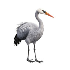 isolated on white stork