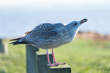 Baby seagull calling for its mother, Scotland