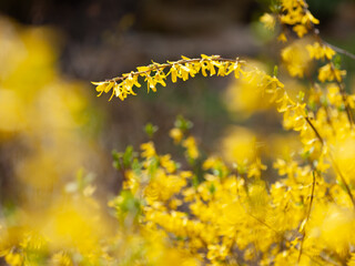 Obraz premium 春のシナレンギョウ