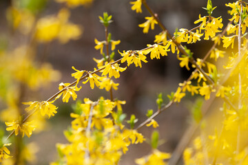 庭のシナレンギョウ
