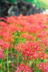 彼岸花