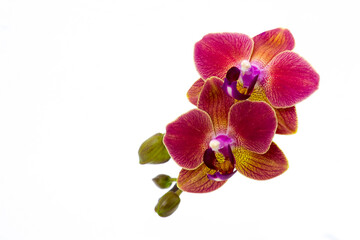 Beautiful colorful orchid - phalaenopsis - white background