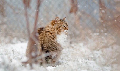 cute fluffy Siberian cat walking outdoors in winter rural yard, pet sitting in the snow