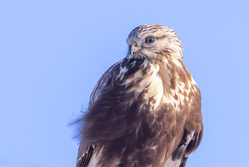 Rough-legged hawk closeup perched along a country road in Canada