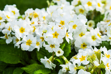 Primula vulgaris in the garden on a beautiful sunny day, selective focus on the flower. - obrazy, fototapety, plakaty