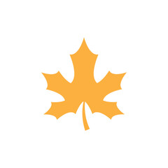 maple leaf on a white background